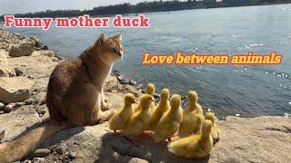 Surprise the animal world! Captain Cat leads the ducklings on a hunting trip in the wild.funny cute