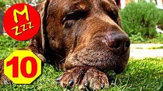 Dog Whistle to Stop Dogs Barking | Silent Dog Whistle