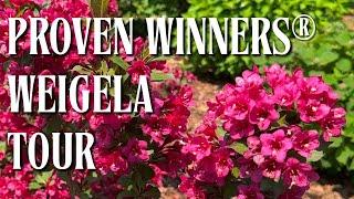 Proven Winners® Weigela Varieties Tour June 2025