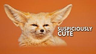 Is the Fennec Fox really a fox?