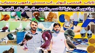 D-Birds ke setup ki update || Fancy pigeons || pigeons accessories || Ramzan offer|| #pigeon #birds