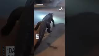 'Damn! That is an alligator': Gator roams outside motel