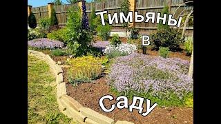 ТИМЬЯНЫ в саду/ Зачем сажать тимьян(чабрец)в саду/ Сорта тимьянов #деревня #flowers  #цветы #лето