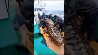 Unusual Sea Creature Found by Fishermen - Deep Sea Exploration