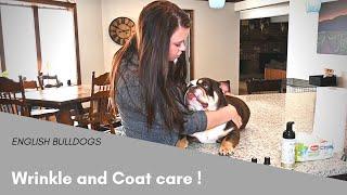 How to Clean an English Bulldogs Wrinkles - Tips and Tricks