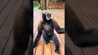 Suara siamang part 3