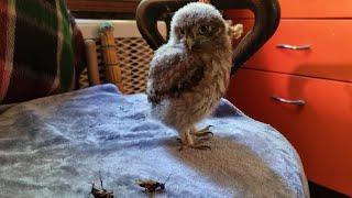 Little Owl Luchik (Evilshine) learns to hunt and fly a little. Very clever owl (no)