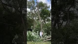 Tree Removal #shorts #stihl #workout #treeremoval #treeservice #amazing #fyp #viral #treecutting