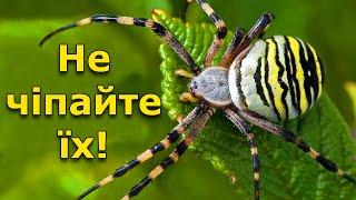 ТОП-5 отруйних павуків України, яких краще обходити стороною