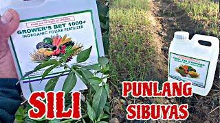 RESULTA NG GROWERS BET 1000+ SA AKING SILI AT SA SIBUYAS