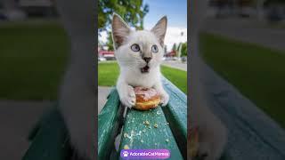 Baby Cat Stealing a Donut – Cuteness You Can’t Resist!