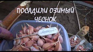 ПОСАДИЛИ ОЗИМЫЙ ЧЕСНОК на 10 дней позже! Дособирали КАЛИНУ красную Она в этом году плохая_31.10.2024