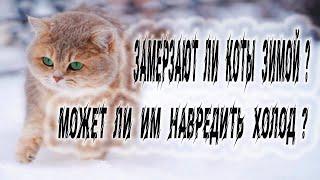 Замерзают ли коты зимой? может ли им навредить холод?