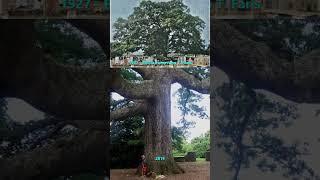 Butt Rot Caused a 300 Year Old Oak to Fall!