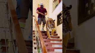 Biggest tamed tiger (mian saqib)