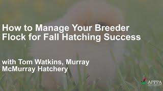 Hatch Chicken Eggs in the Fall for Spring Layers