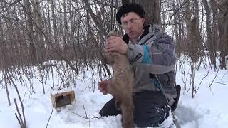 Проверка капканов. Снегоход Буран.