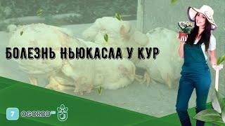 Болезнь Ньюкасла у кур