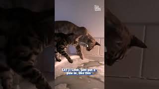 Funny Cats Confused By Person's Bath