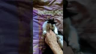 Канат паязов 10