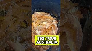 Tiki Tour Australia - Prawning on the South Coast, NSW