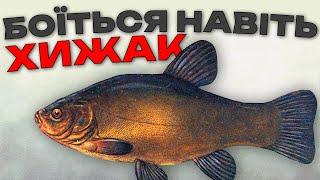 Чому рибу Линь бояться навіть хижаки?