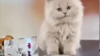 Я русский кот