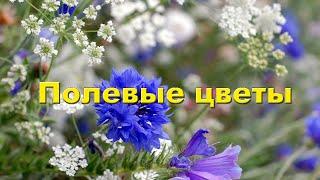 Цветы полевые, цветы луговые с названиями. Ознакомительное видео.