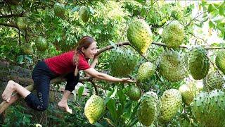 Harvesting Soursop - Make Soursop Tea Goes to the market sell - Lý Thị Hoa