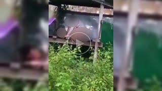 VIRALL!! Video Mesum Di Gubuk Sawah Warga, Ceweknya Keenakan Di Atas