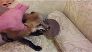 Alice the fox. Escape with a slipper.