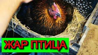 ПТИЦЕВОД дел много ЦЫПЛЯТА на продажу ПТИЦА ФЕНИКС на яйцах