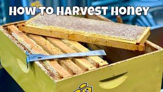 How to harvest honey | Beekeeping | 2022 Harvest