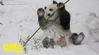 Giant pandas make long-awaited debut at National Zoo