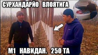 #павловния.  М1 Навидан 250 та Сурхандарйо Влояти  Олтинсой  туманига......... 
