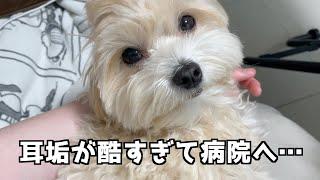 【外耳炎？】愛犬の耳垢が酷すぎて病院へ行ってきました。【マルプー】