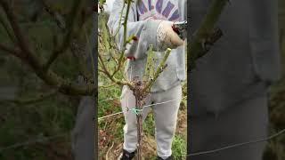 Pruning roses