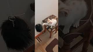 Kittens are just too adorable!  Cute Cats Video  #cutecat