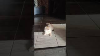 Настроение тыгыдык #Персик #котенок #кот #Persik #kitten #cat #peach #run