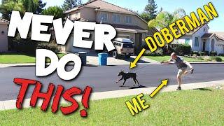 5 Ways Doberman Owners Get STUCK During Training