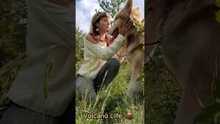 Телесериал Вулкана жизнь  серия 1 #alaskanmalamute #россия #путешествия