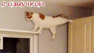 Funny Animal Videos 2024 - Funniest Dogs and Cats Videos #284