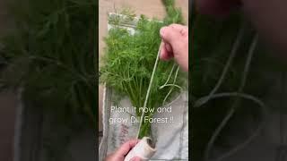 Why you should plant this NOW!