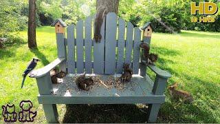 Dog & Cat TV | Squirrels, Birds and Bunnies gather to eat at the Birdhouse Bench. 