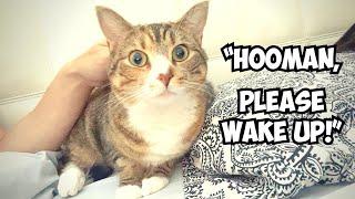 My cat does THESE to wake me up every morning. Her face at the end!