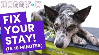 3 SECRETS to a BETTER DOWN STAY: START your PUPPY on their first STAY or fix the "pop-up" problem!