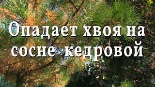 Опадает хвоя на соснах кедровых. 2021.10