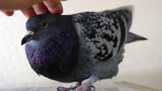 Happy Pigeon Making Cute Sounds while being Pet