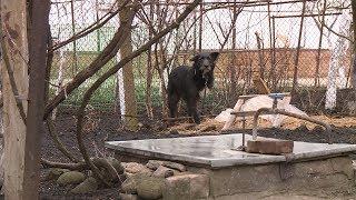 Полицейский на Ставрополье задержал живодёра и спас раненую собаку