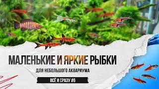 Маленькие и яркие аквариумные рыбки для небольшого аквариума